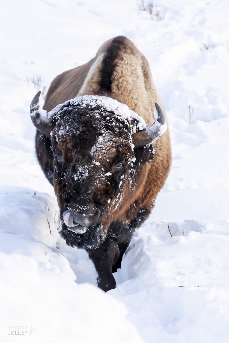 Bull Dozer.jpg - Yellowstone & Utah